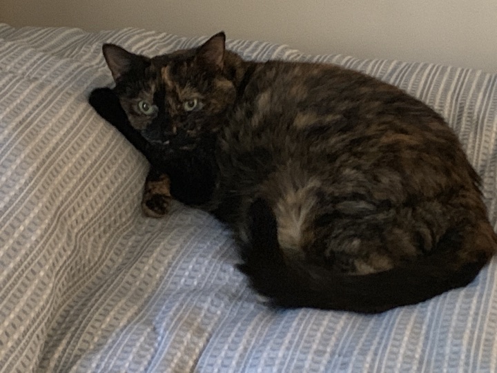 Annie, a tortoiseshell cat, reclining on a bed with one paw tucked behind her head.