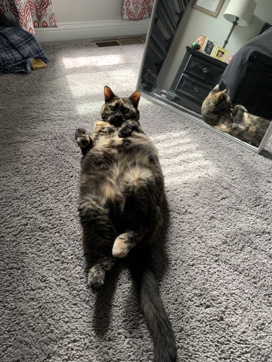 Annie lying on her back in a patch of sunlight, looking at the camera with her reflection visible in a mirror.